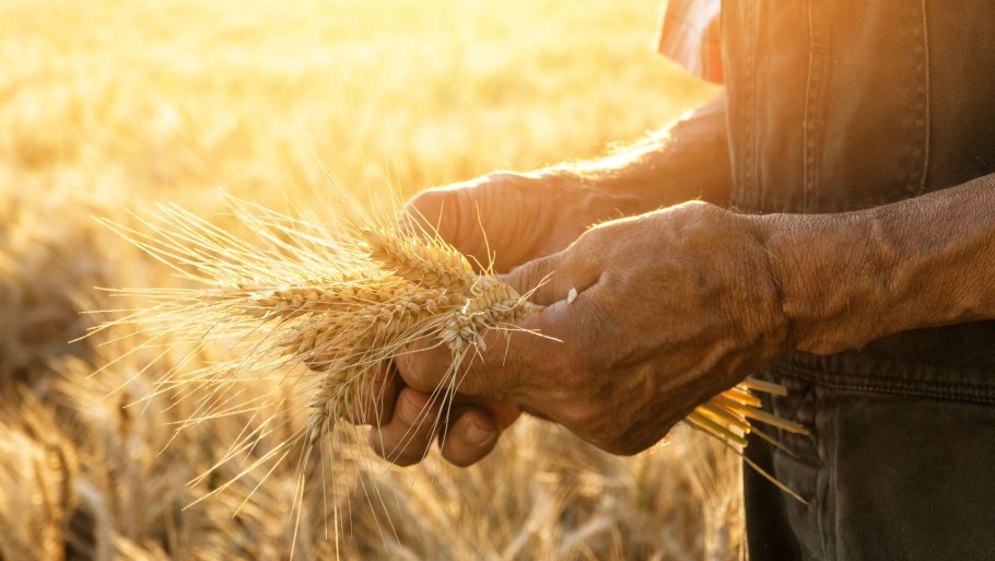 Пшеница ячмень рожь иконки