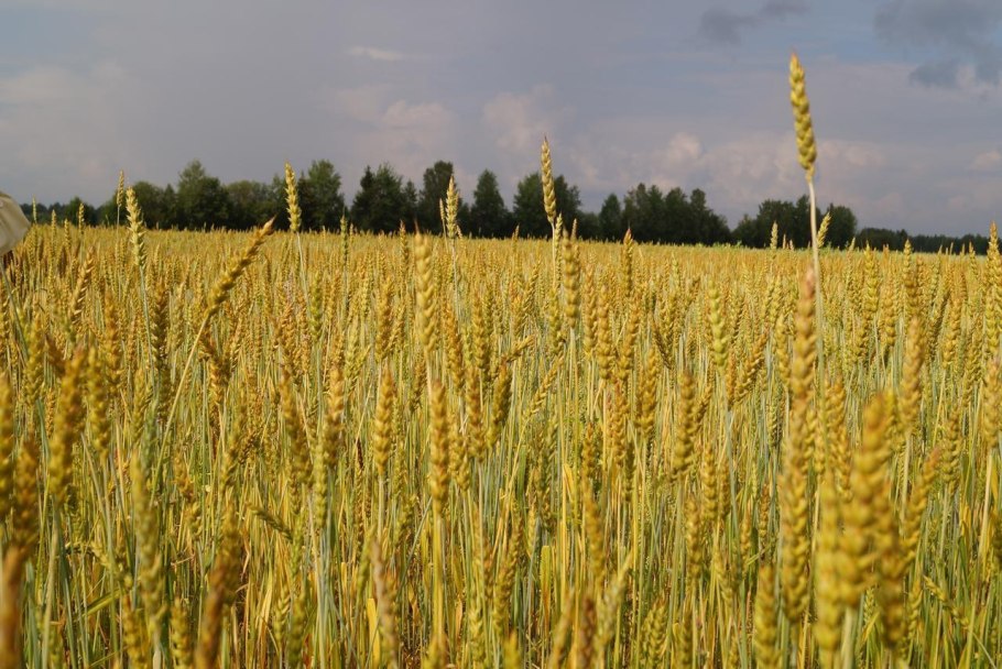 Овсюг фаза всходов