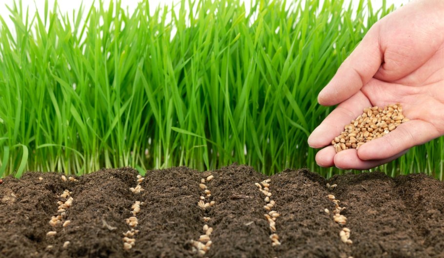 Озимая пшеница – Triticum aestivum