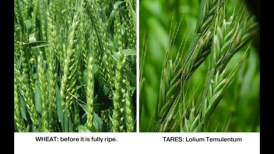 Зерновые культуры Flat Design