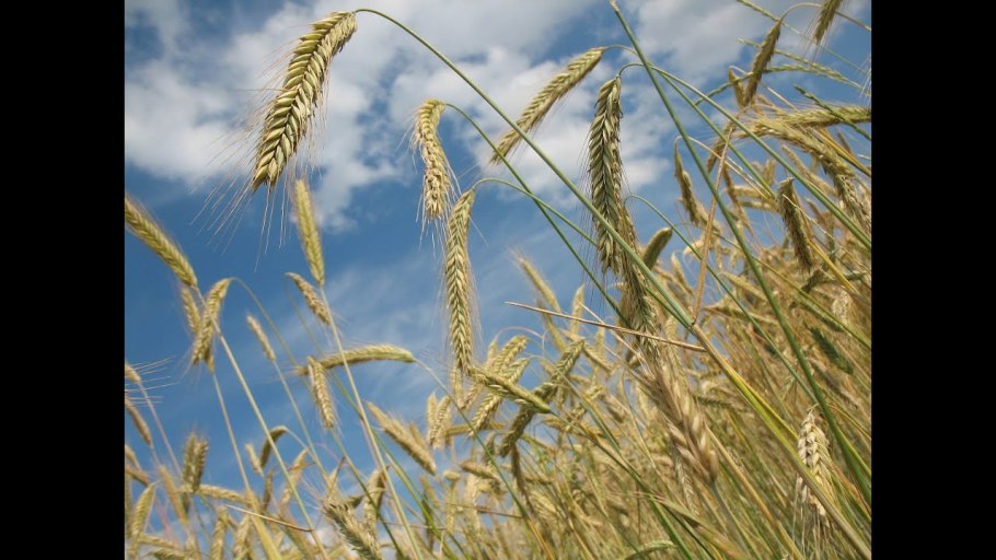 Колос ржи, ячменя, пшеницы, тритикале, овса