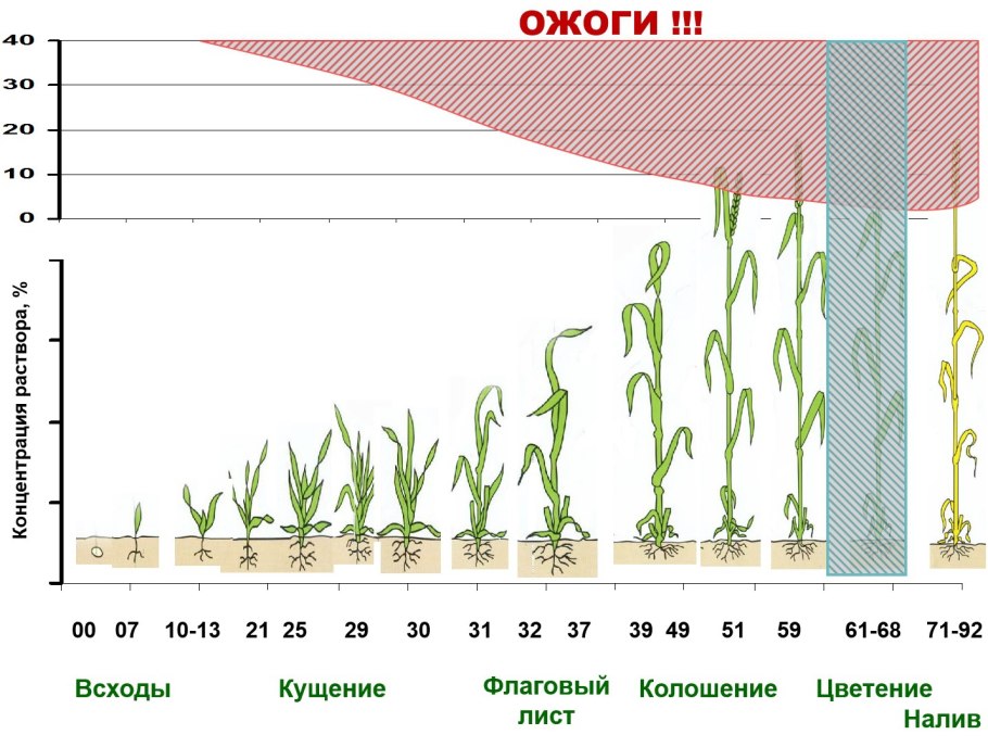 Фазы развития озимой ржи