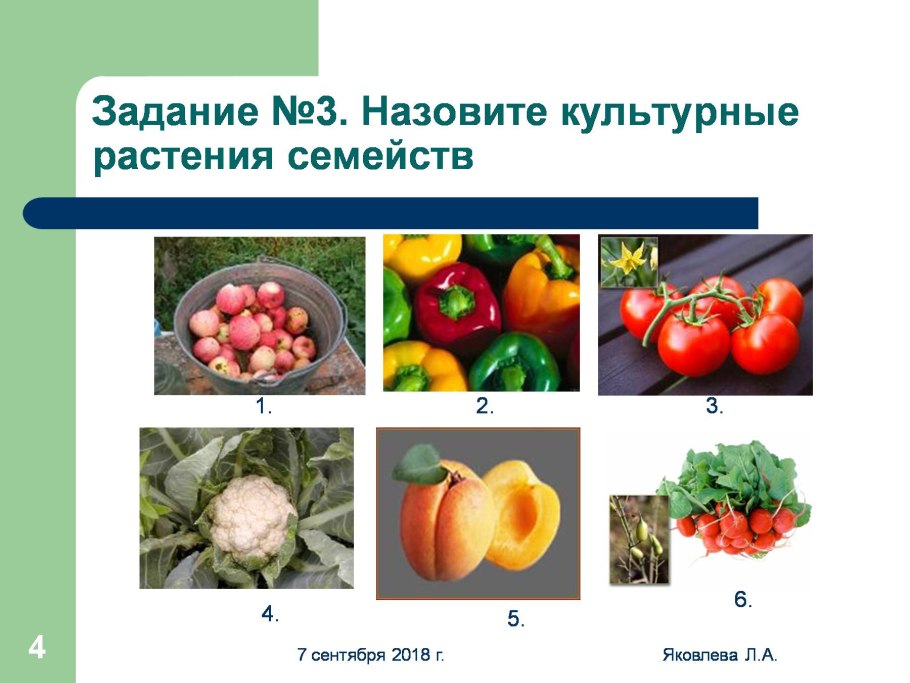 Сурепка соцветие