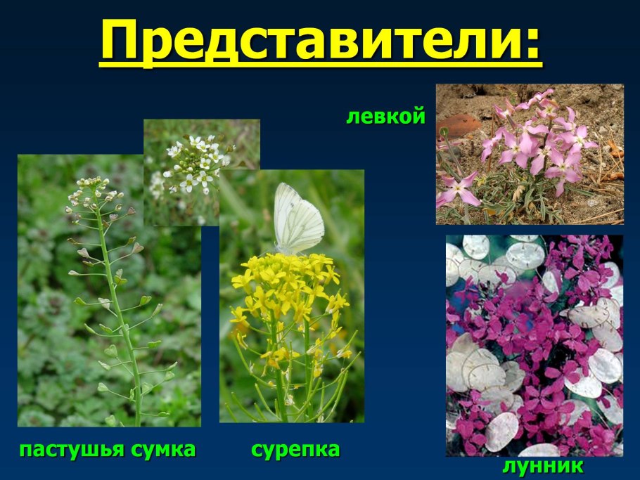 Крсеиоцветные растения. Сорник