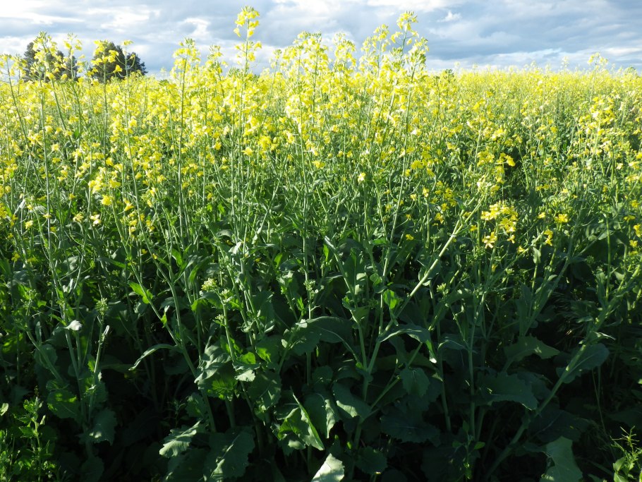 Плод семейства Brassicaceae