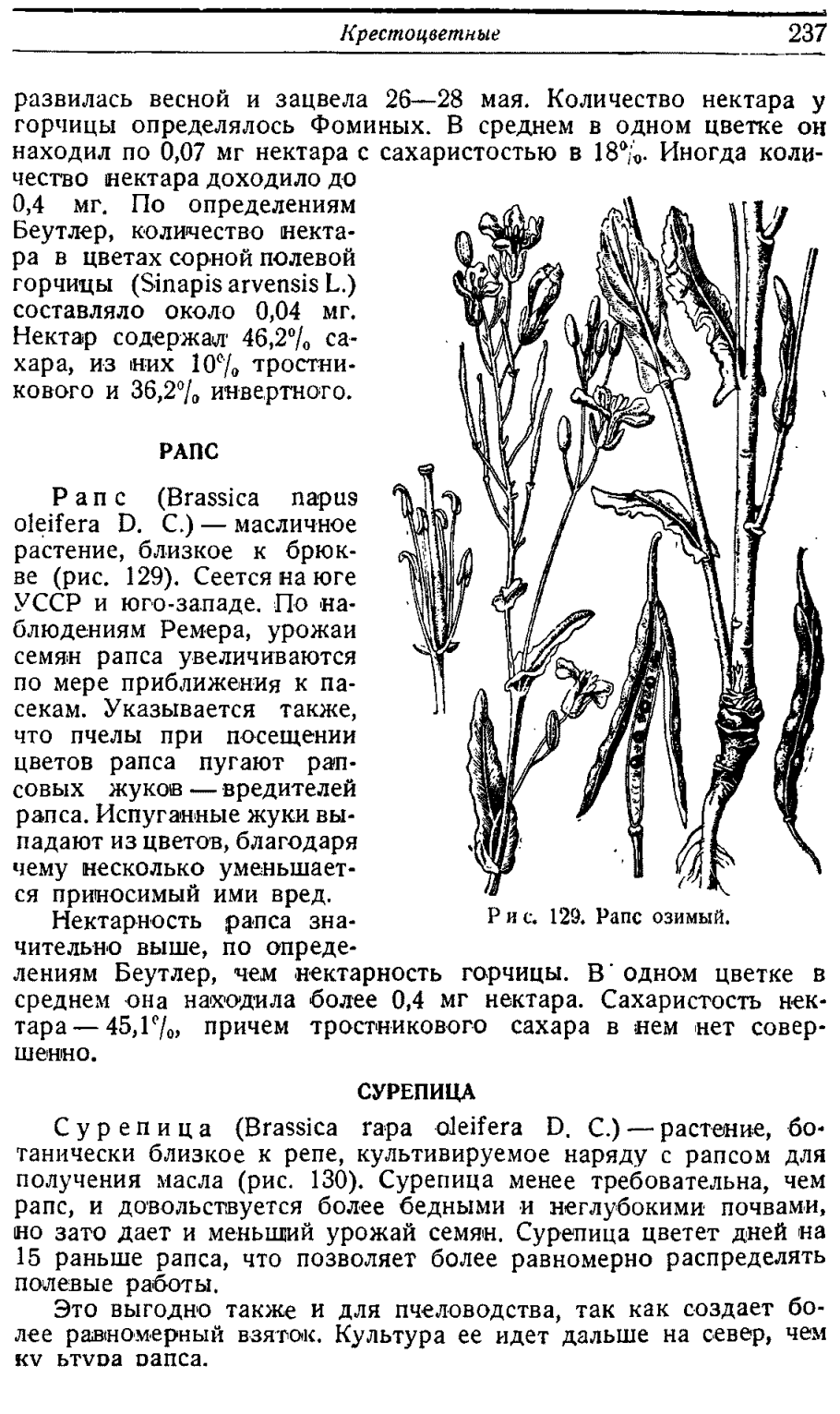 Желтушник Аллиони