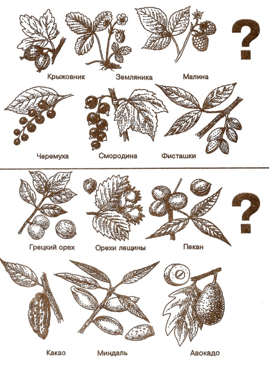 Крестоцветные растения редька Дикая