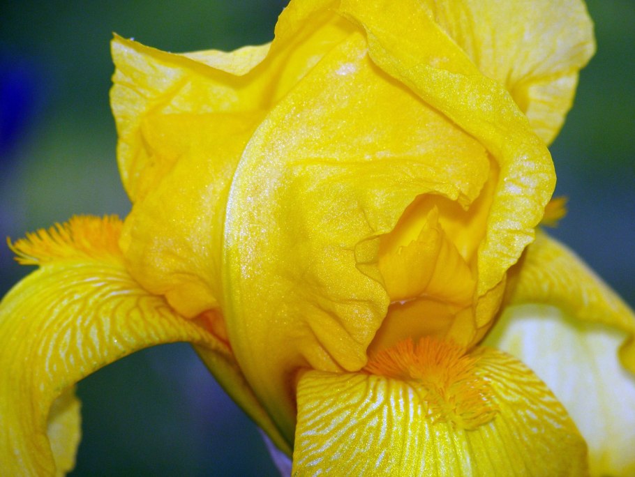 Ирис болотный (Iris pseudacorus)