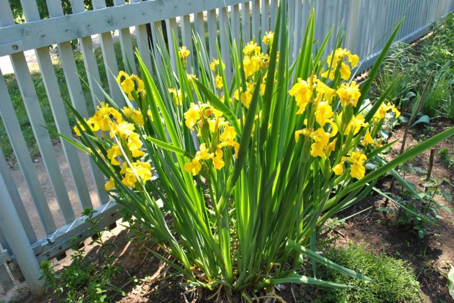 Ирис болотный (Iris pseudacorus)