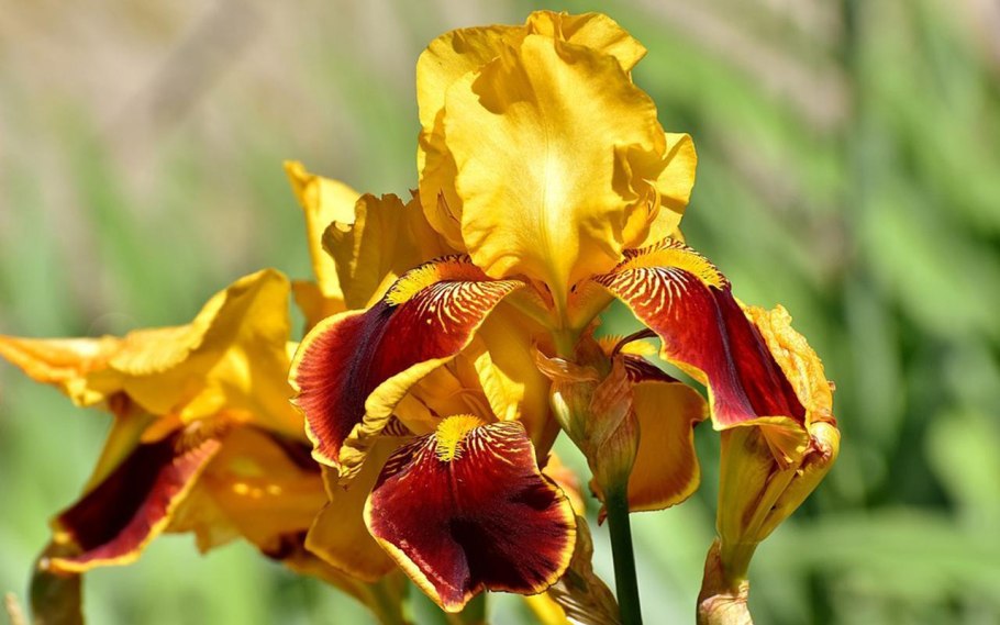Ирис болотный (Iris pseudacorus)