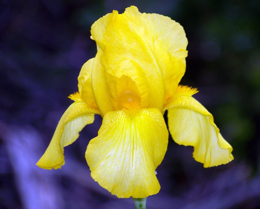 Iris pseudacorus Ирис желтый