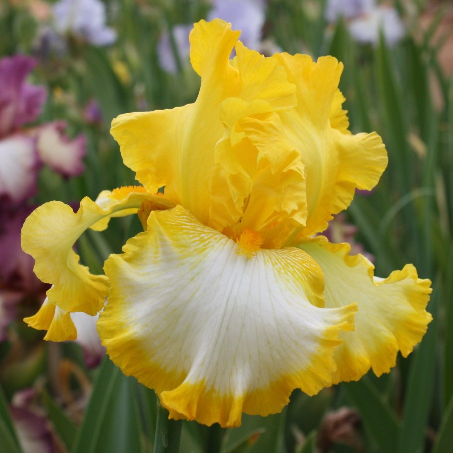 Ирис Сибирский Iris sibirica 'Uncorked Peacock Butterfly'