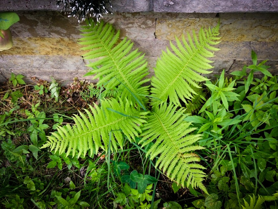 Папоротник Щитовник кустарник