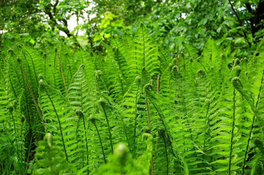 Папоротник Костенец (Asplenium)