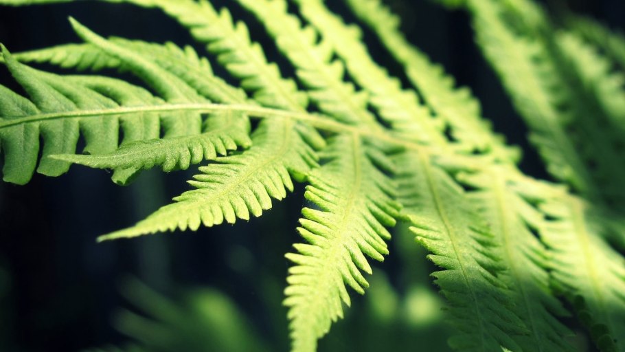 Папоротник Acrostichum Мальдивы