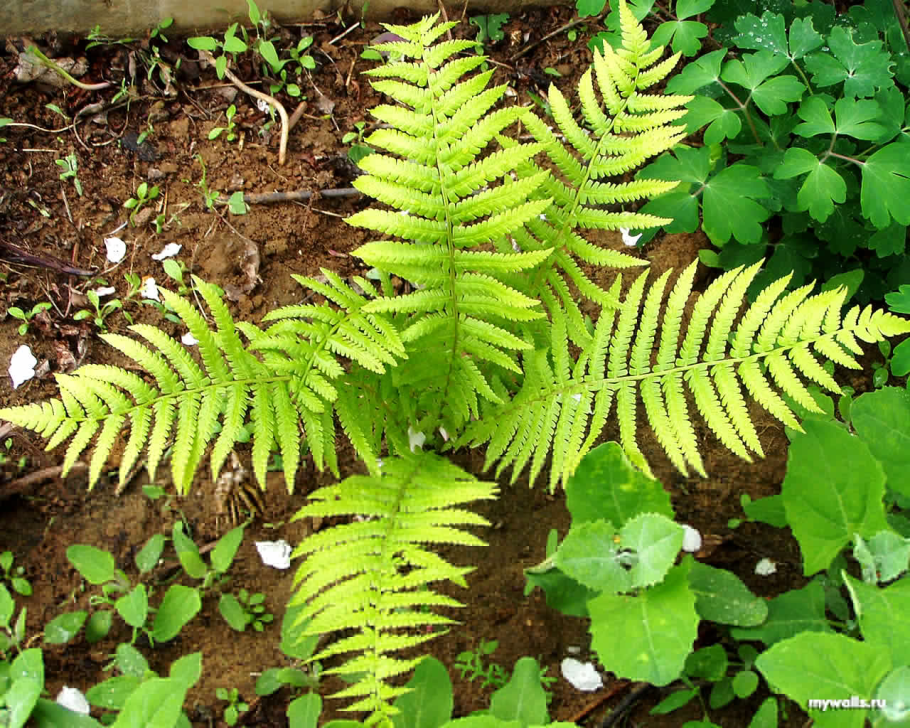 Selaginella wildenowii папоротник плавун