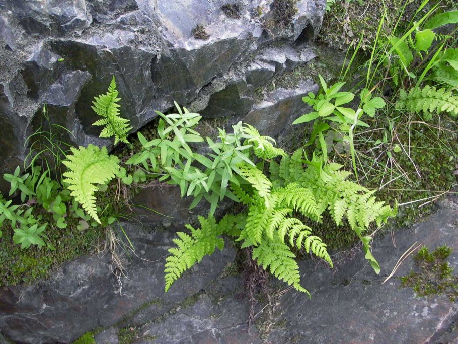 Папоротник орляк гидрофит