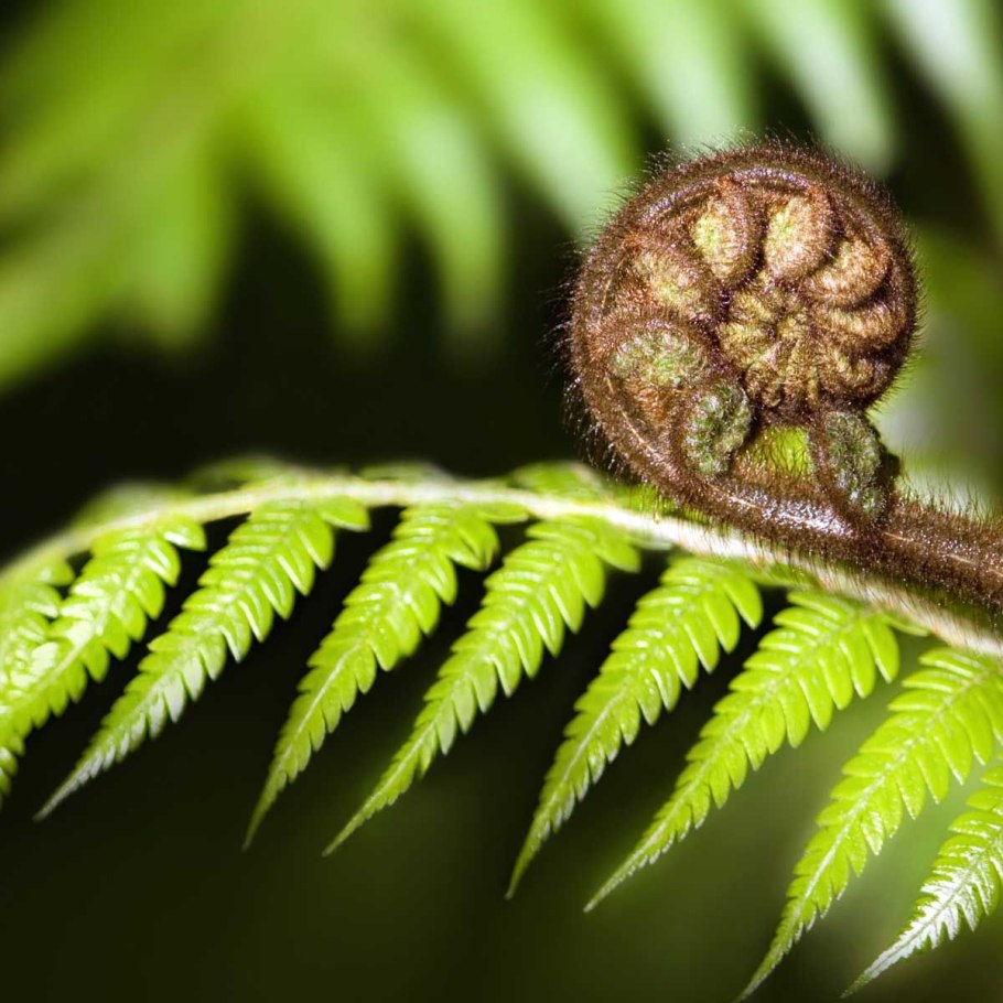 Корни папоротника Осмунда