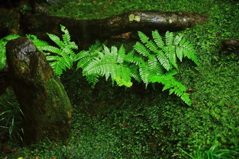 Sword Fern растение