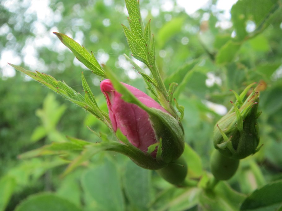 Роза коримбифера