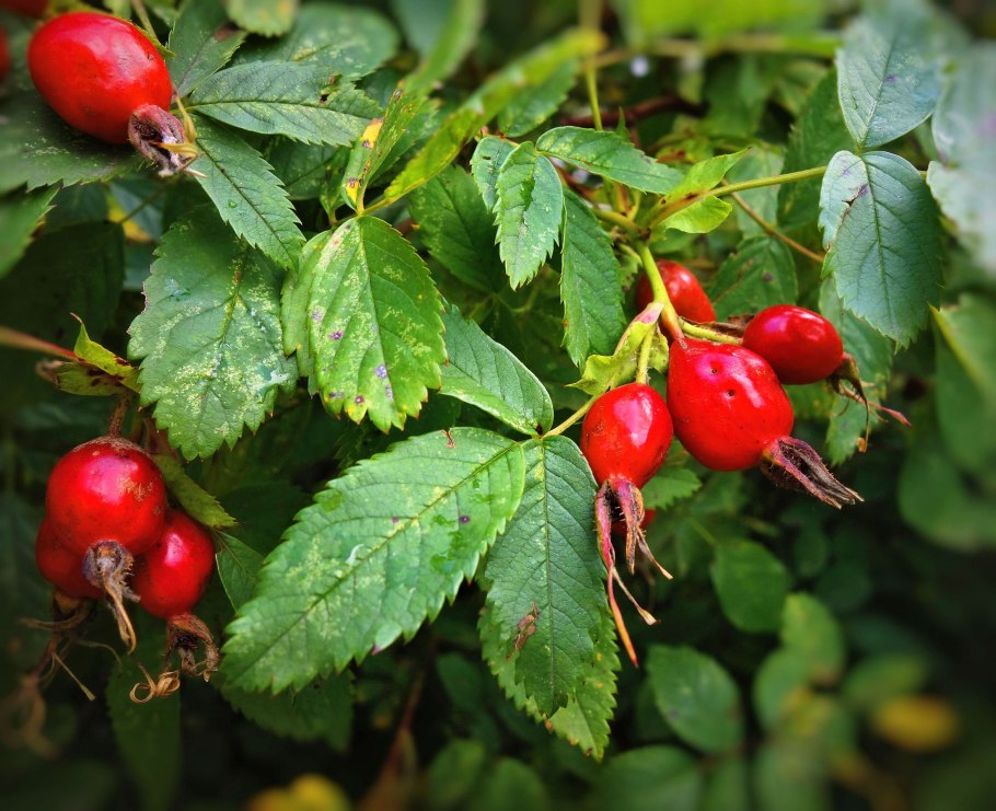 Шиповник Лесной