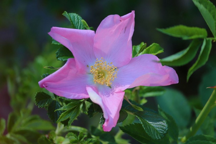 Роза ругоза Даурская