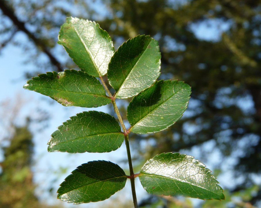 Индийский шиповник