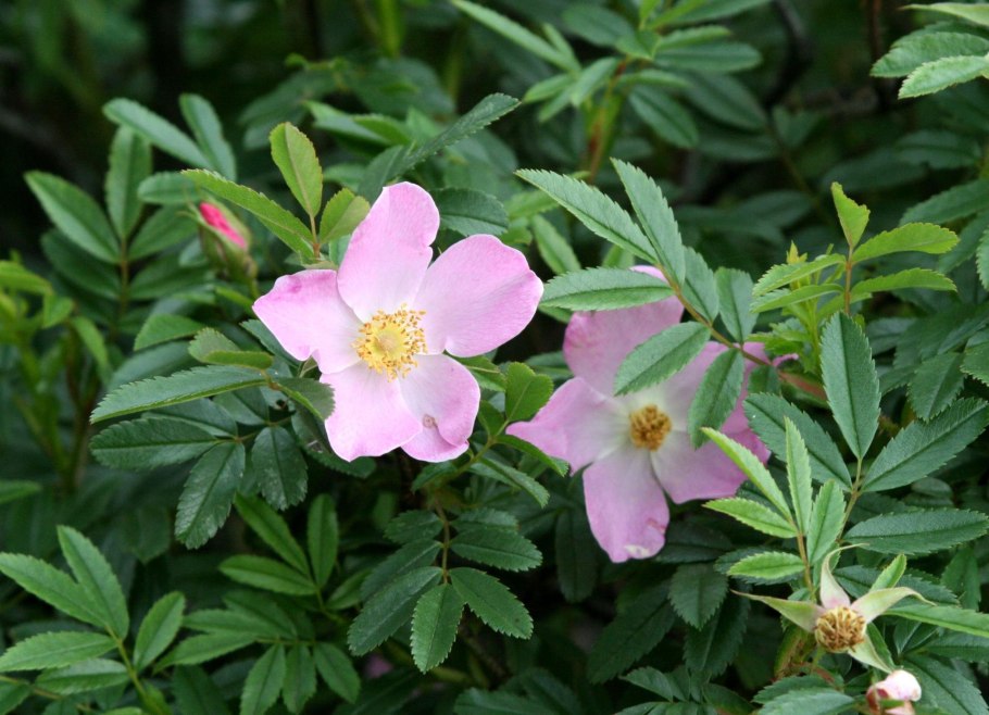 Шиповник собачий (Rosa Canina)