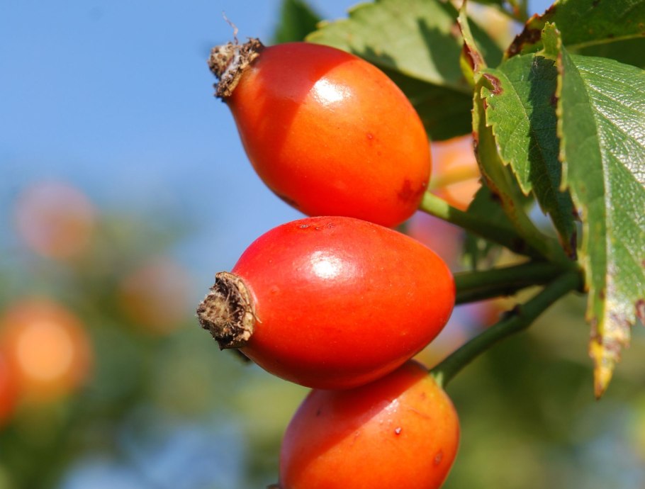 Ботанический атлас шиповник