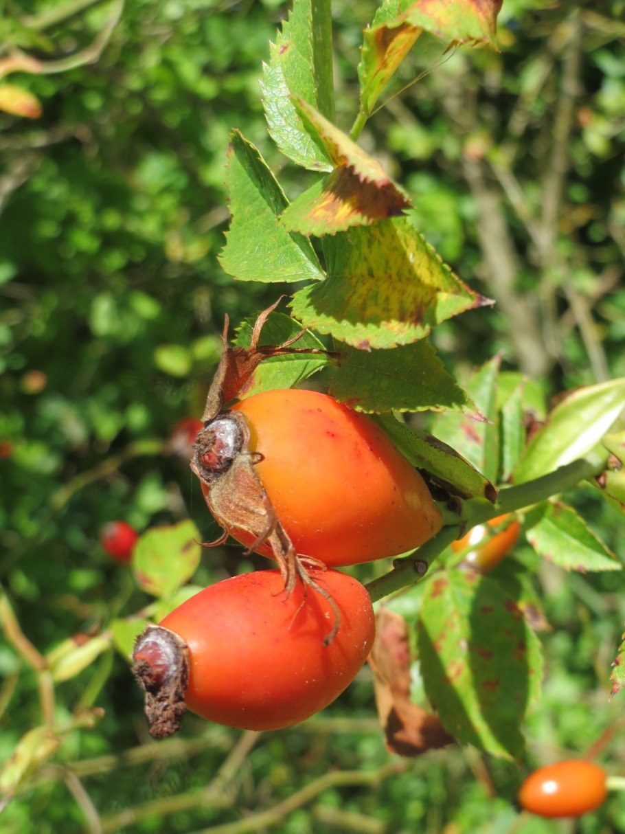 Шиповник щитконосный Rosa corymbifera Borkh
