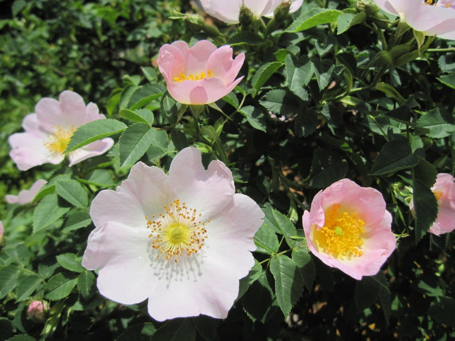 Шиповник щитконосный Rosa corymbifera Borkh