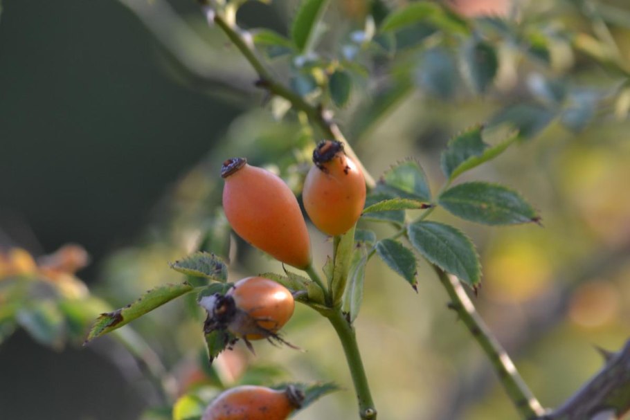 Шиповник Моцарт