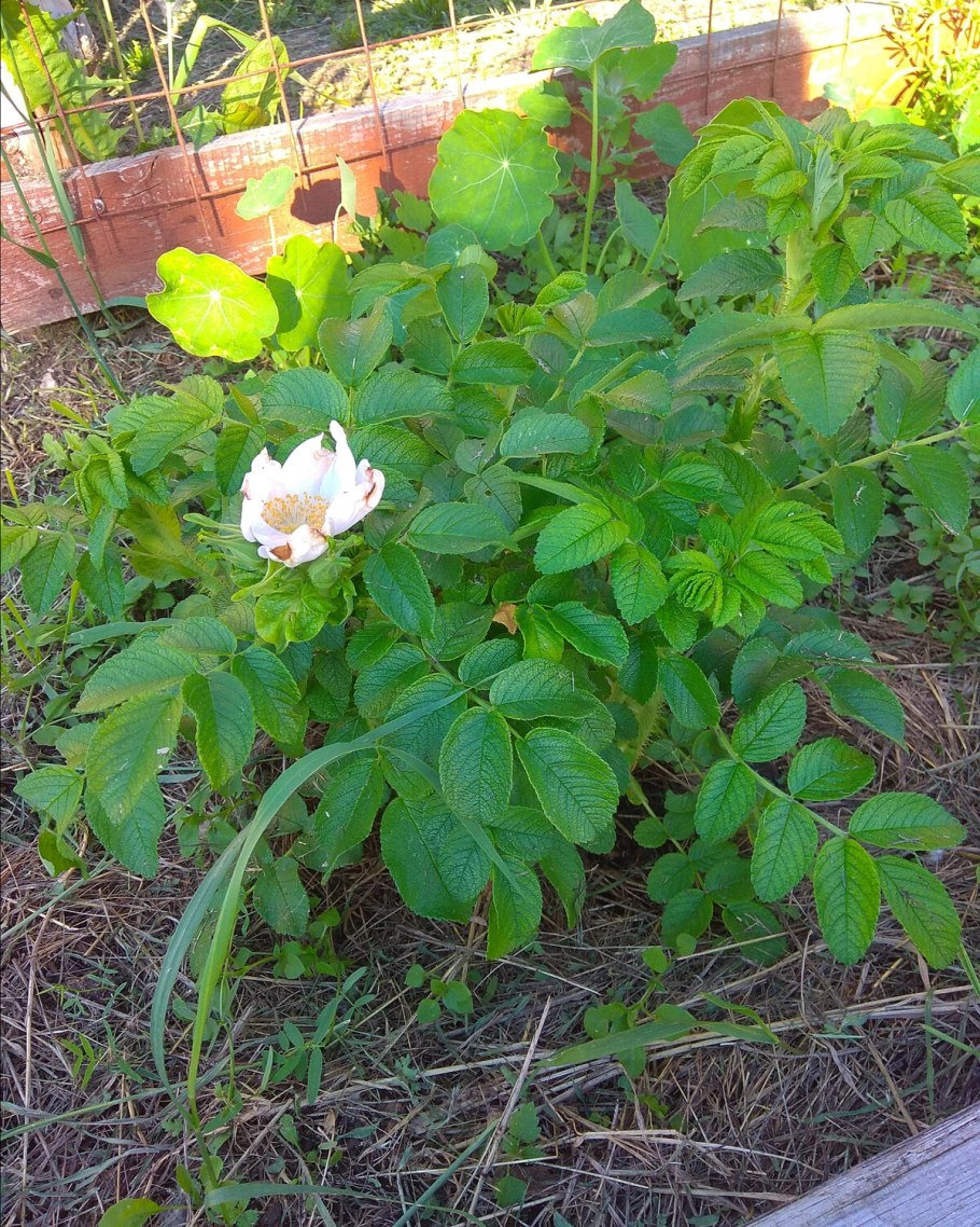 Шиповник обыкновенный куст