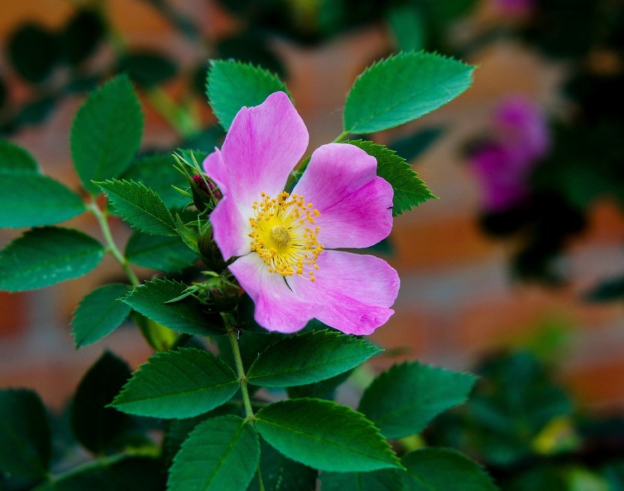 Шиповник Майский