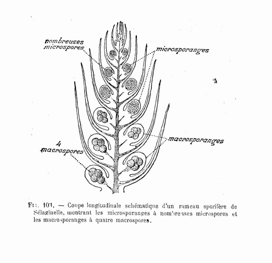 Йорн селагинелла