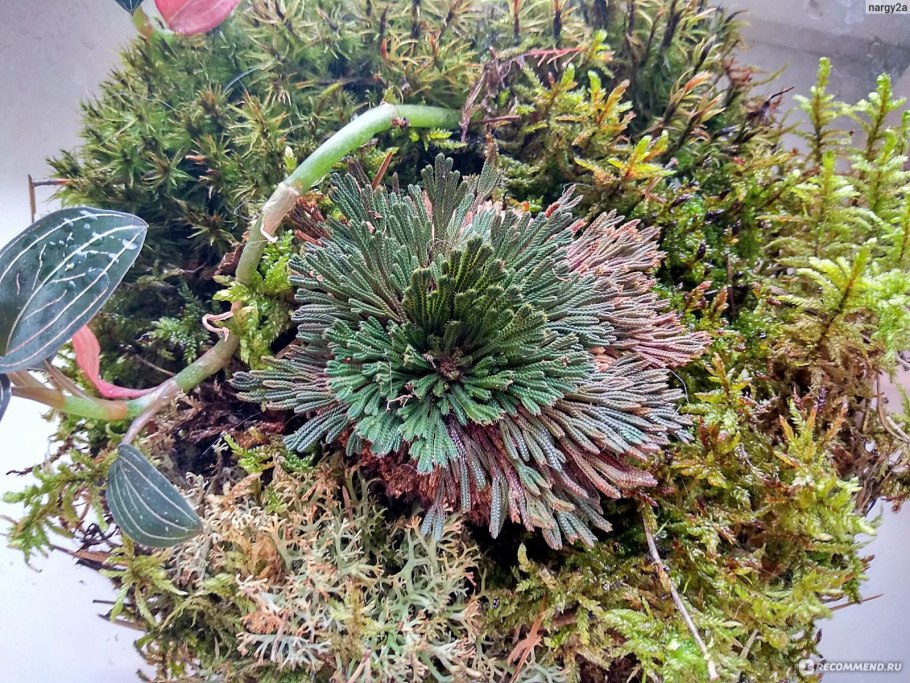 Селагинелла кровяно красная