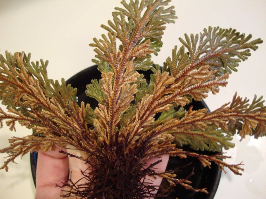 Selaginella martensii
