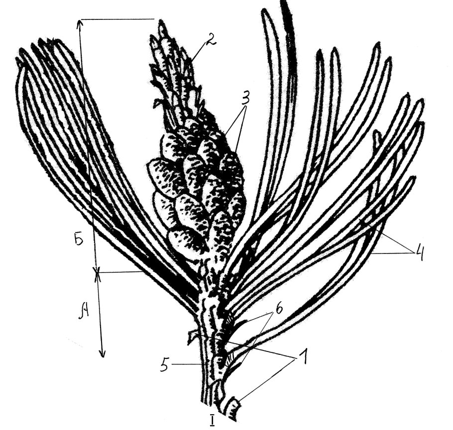 Селагинелла жизненный цикл схема