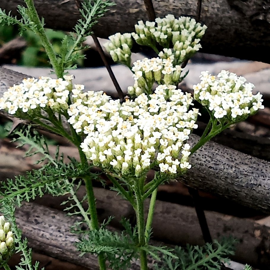 Цветы тысячелистник Жемчужница