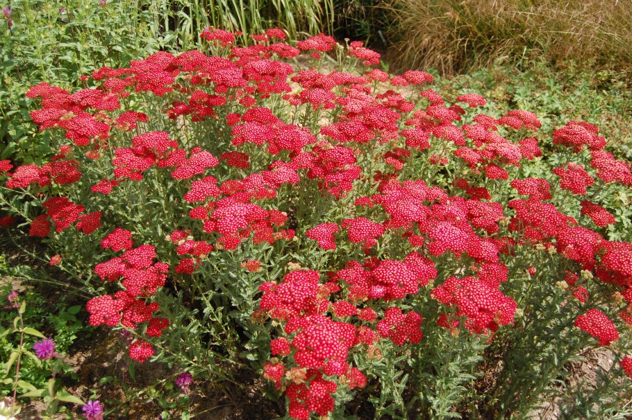 Тысячелистник птармика Жемчужница