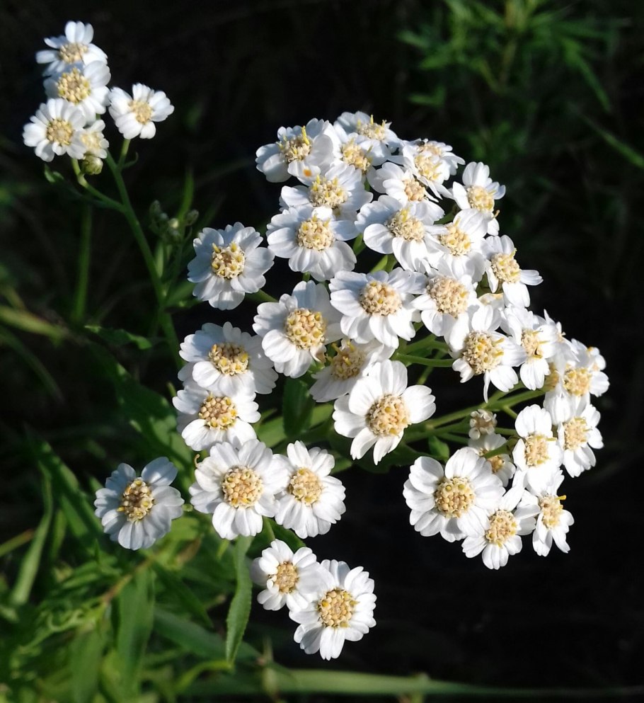 Тысячелистник птармика (Achillea ptarmica)
