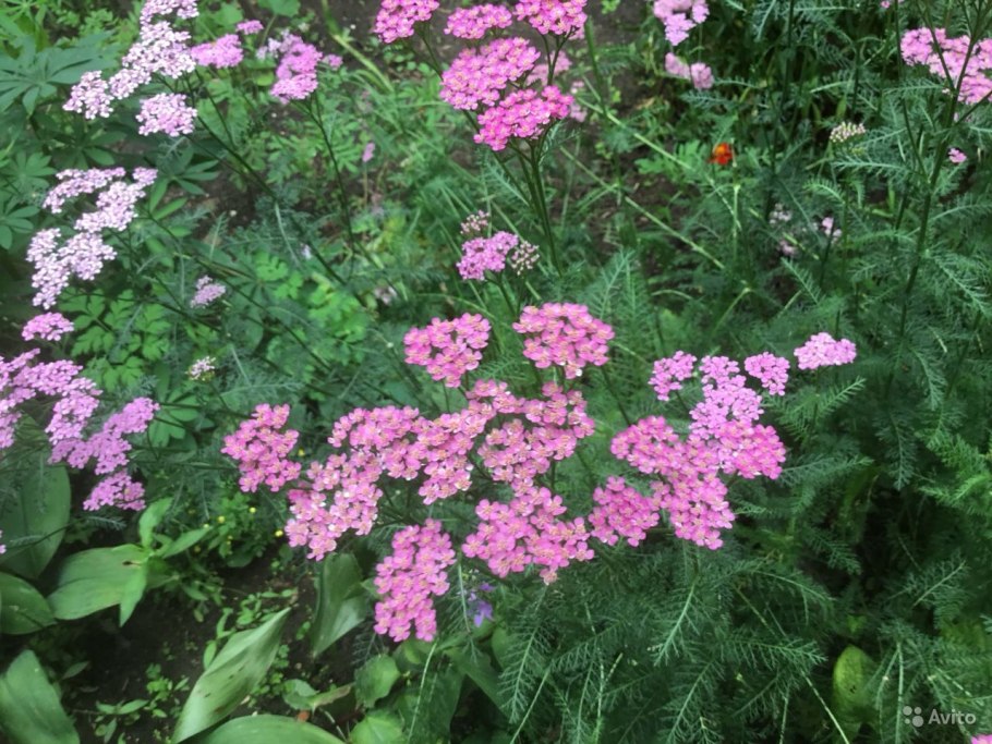 Тысячелистник Сербский