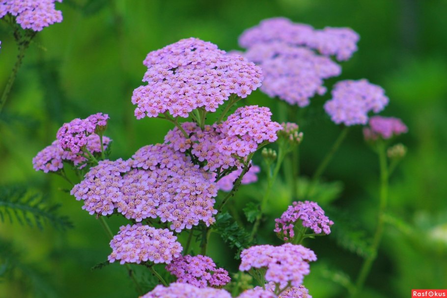 Тысячелистник ред вельвет