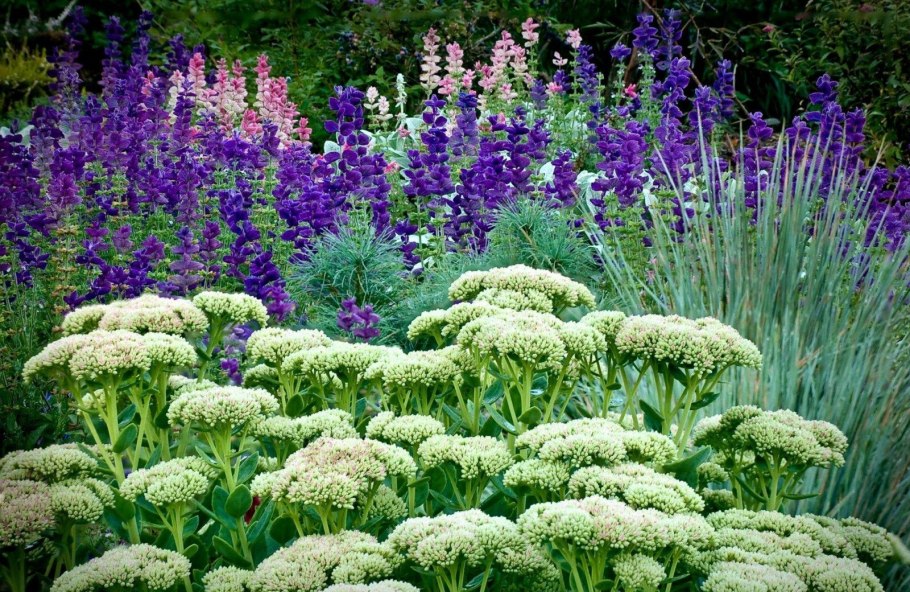 Тысячелистник Лилак Бьюти