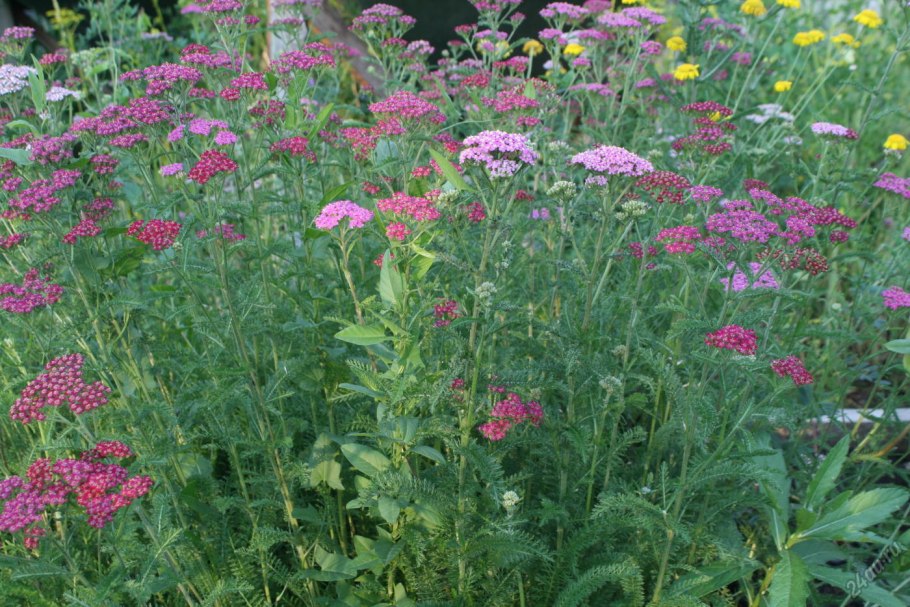 Тысячелистник садовый многолетний