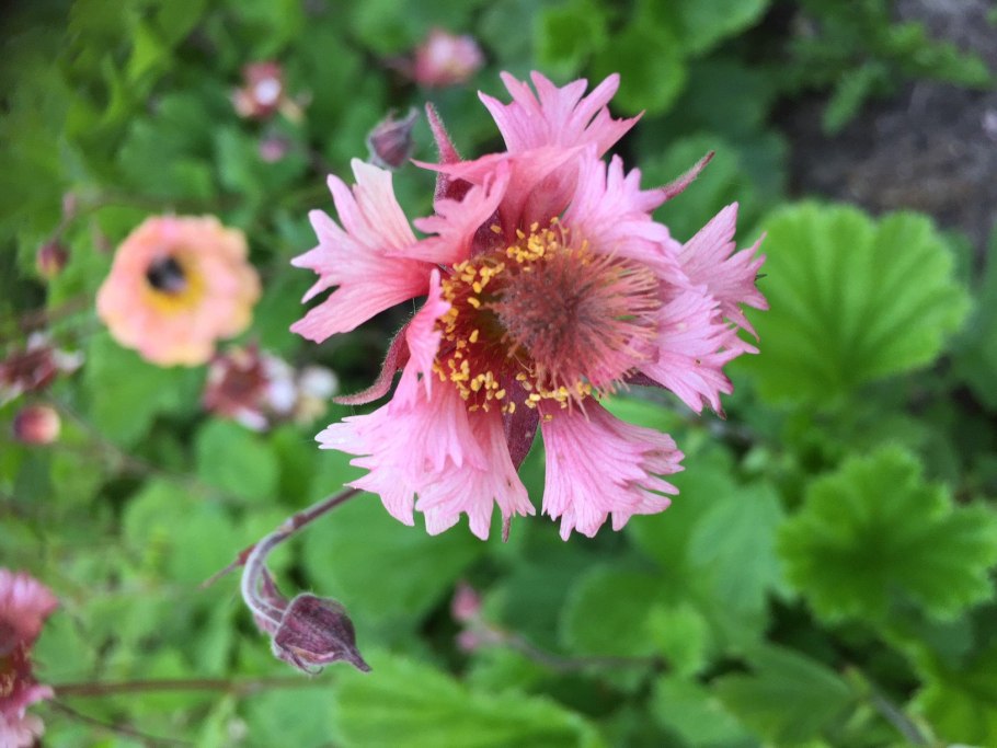 Гравилат Pink fluffy