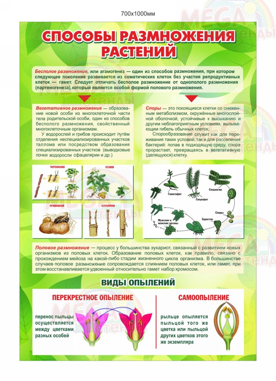 Размножение надземными побегами отводками