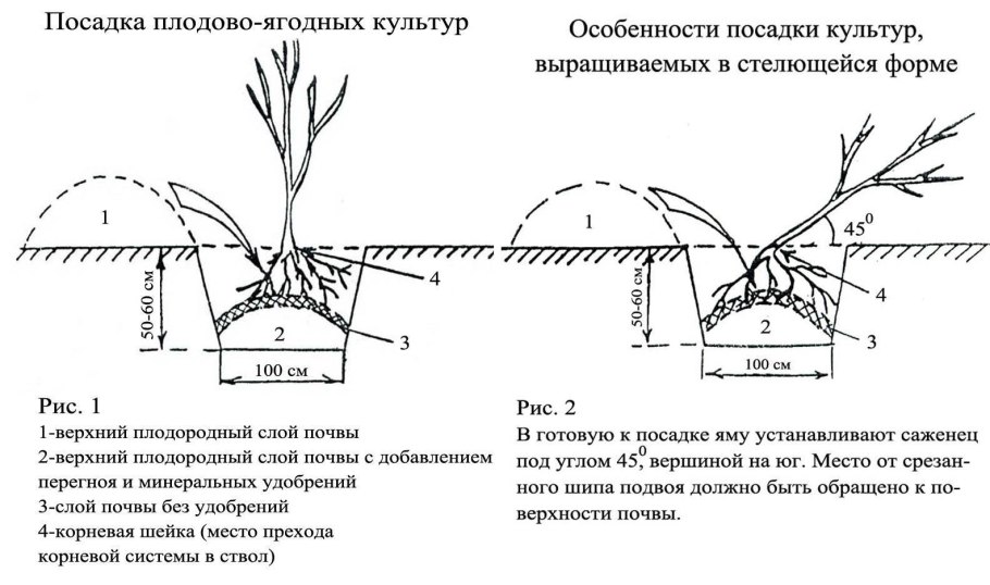 Схема внесения удобрений для картофеля