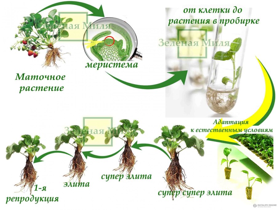 Способы вегетативного размножения цветковых растений