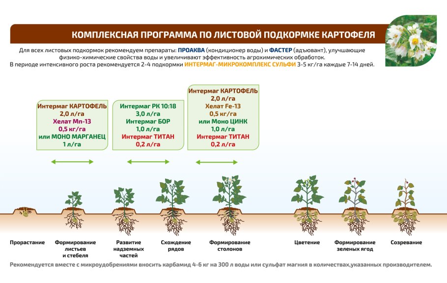 Сроки цветения многолетних цветов по месяцам таблица